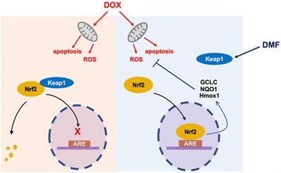 Dimethyl Fumarate Ameliorates Doxorubicin-Induced Cardiotoxicity By Activating the Nrf2 Pathway